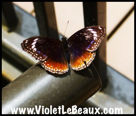VioletLeBeaux-Melbourne-Zoo-1030195_1351 copy